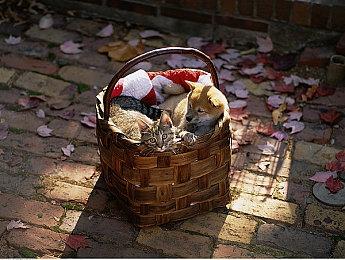 《华纳大乱斗》人气火爆 皮卡丘裂空擎天柱纷纷参战